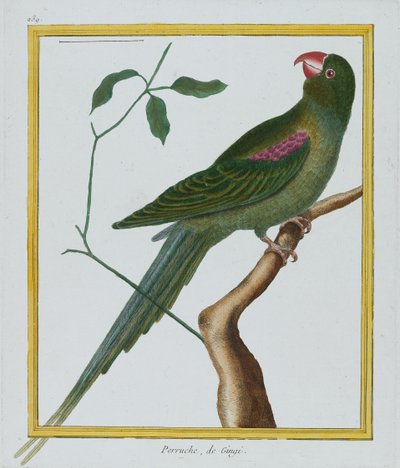 Perruche, de Gingi, n. 1770-86 (käsinvärinen kaiverrus) tekijältä Francois Nicolas Martinet