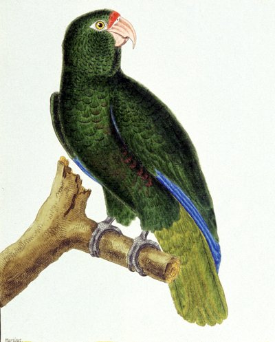 Santo Domingo papukaija tekijältä Francois Nicolas Martinet