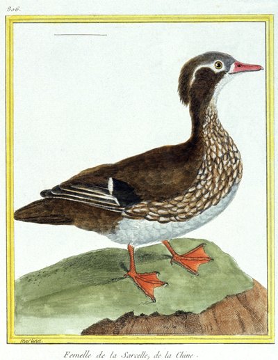 Tiede. eläintiede. Kiinan sinivihreä. Kaiverrus Francois Nicolas Martinet teoksessa: Natural History of Birds, Georges Louis Leclerc de Buffon, Ranska, n. 1777 (värikaiverrus) tekijältä Francois Nicolas Martinet