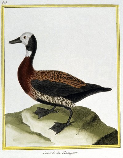 Tiede. eläintiede. Euraasian Wigeon. Kaiverrus Francois Nicolas Martinet teoksessa: Natural History of Birds, Georges Louis Leclerc de Buffon, Ranska, n. 1777 (värikaiverrus) tekijältä Francois Nicolas Martinet