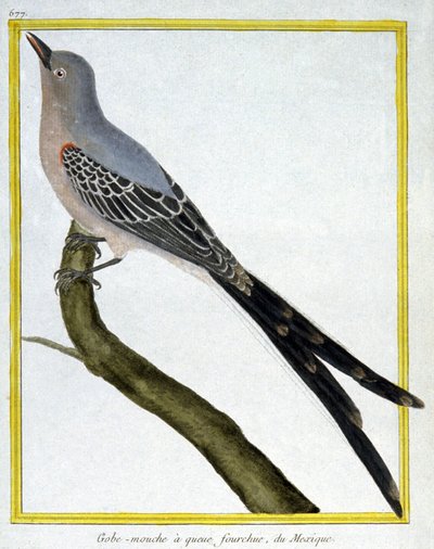Tiede. eläintiede. Meksikon kärpässieppo. Kaiverrus Francois Nicolas Martinet teoksessa: Natural History of Birds, Georges Louis Leclerc de Buffon, Ranska, n. 1777 (värikaiverrus) tekijältä Francois Nicolas Martinet