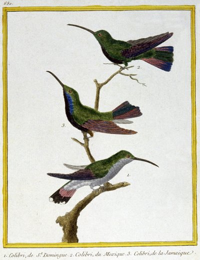 Tiede. eläintiede. Santo Domingon, Meksikon ja Jamaikan kolibri. Kaiverrus Francois Nicolas Martinet teoksessa: Natural History of Birds, Georges Louis Leclerc de Buffon, Ranska, n. 1777 (värikaiverrus) tekijältä Francois Nicolas Martinet