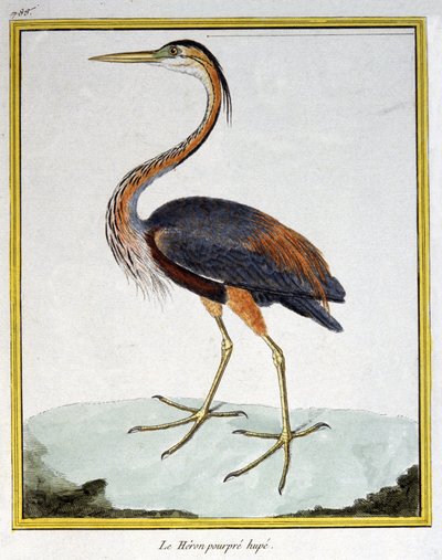 Tiede. eläintiede. Purple Heron. Kaiverrus Francois Nicolas Martinet teoksessa: Natural History of Birds, Georges Louis Leclerc de Buffon, Ranska, n. 1777 (värikaiverrus) tekijältä Francois Nicolas Martinet