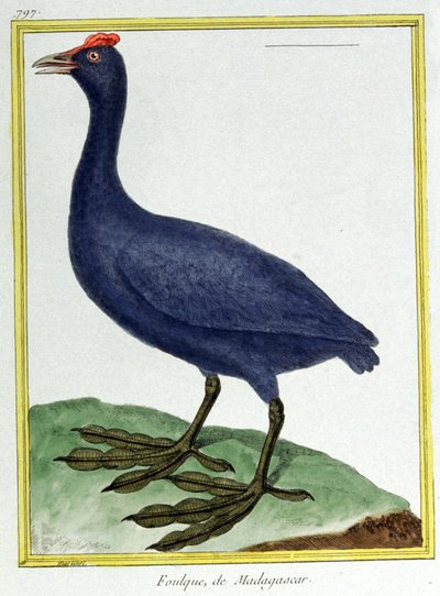 Tiede. eläintiede. Punainen nuppineula (Madagaskarilta). Kaiverrus Francois Nicolas Martinet teoksessa: Natural History of Birds, Georges Louis Leclerc de Buffon, Ranska, n. 1777 (värikaiverrus) tekijältä Francois Nicolas Martinet