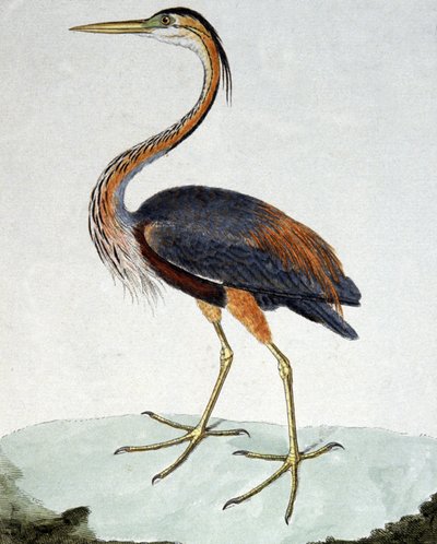 Purple Heron tekijältä Francois Nicolas Martinet