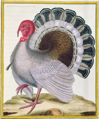Turkki, Georges de Buffonin (1707-88) Histoire Naturelle des Oiseaux