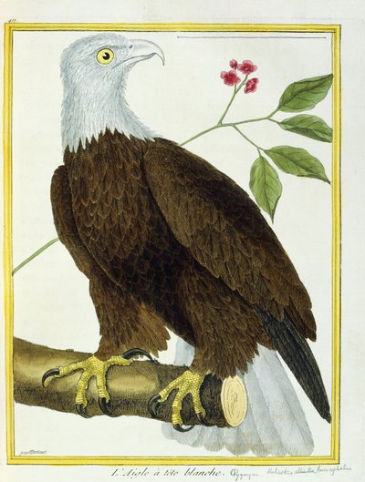 Valkopääkotka, n. 1770-1786 tekijältä Francois Nicolas Martinet