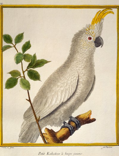 Keltaharjakakadu (Cacatua sulphurea), lintujen luonnonhistoriasta tekijältä Francois Nicolas Martinet