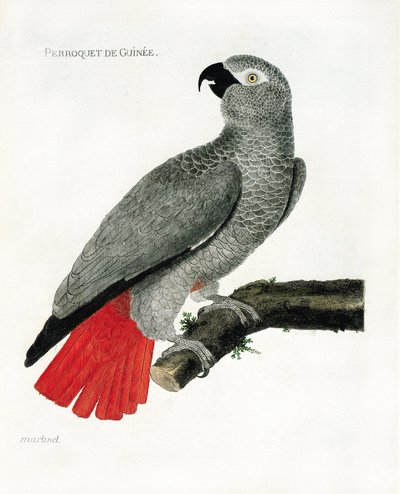 Eläintarha (ornitologia): Guinee-papukaija (harmaa papukaija tai psittacus erythacus) oksalla. Kuvitus Francois Nicolas Martinet