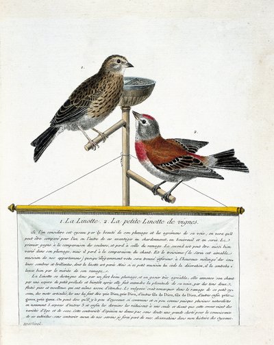 Eläintutkimustaulu (lintologia): ylhäältä alas: Linotti (melodinen linotte) ja viiniköynnösten pieni linotti (carduelis cannabina) ahvenella. Kuvitus Francoin teoksesta "Lintujen historia, maalattu niiden esiintymiselle ja herkkyydelle" tekijältä Francois Nicolas Martinet