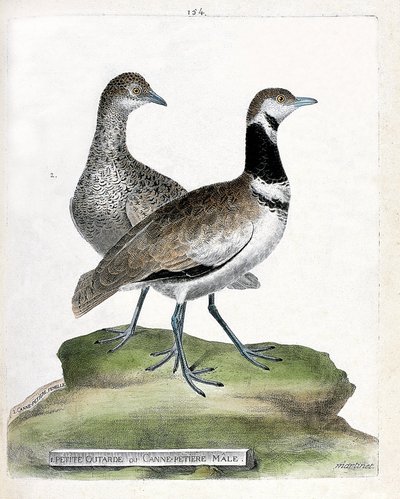 Eläintutkimustaulu (lintutiede): etuosa: pikkutautia tai pieni urosruoko ja takaosa: naaras pieni ruoko (canepetiere bustard tai tetrax tetrax). Kuvitus Francois Nicolas Marin teoksesta "Lintujen historia, maalattu niiden esiintymiselle ja herkkyydelle" tekijältä Francois Nicolas Martinet