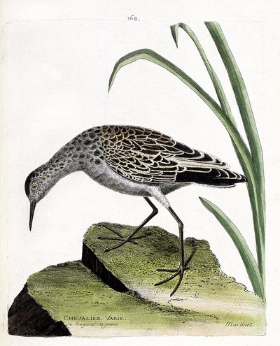 Eläintutkimuslautakunta (ornitologia): ritari vaihtelee (taistelija vaihtelee tai philomachus pugnax). Kuvitus Francois Nicolas Martinet