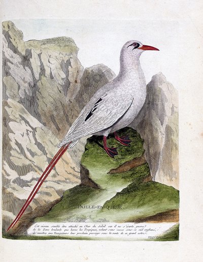 Eläintutkimuslauta (ornitologia): hännän olki (olkipyrstö tai punasäikeinen phaeton tai rubricauda). Kuvitus Francois Nicolas Martinet
