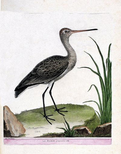 Eläintutkimuslautakunta (ornitologia): itse proomu (mustapyrstöproomu tai limosa limosa). Kuvitus Francois Nicolas Martinet