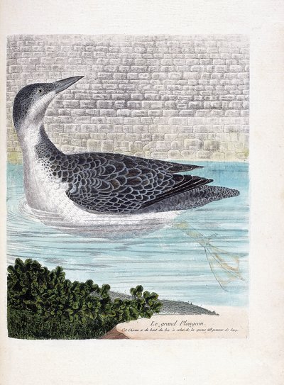 Eläintutkimuslautakunta (ornitologia): suuri sukellus (imbrin dip tai gavia immer). Kuvitus Francois Nicolas Martinet