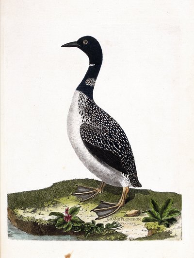 Eläintutkimuslauta (ornitologia): suuri spottisukellus (imstrand-sukellus tai gavia immer). Kuvitus Francois Nicolas Martinet