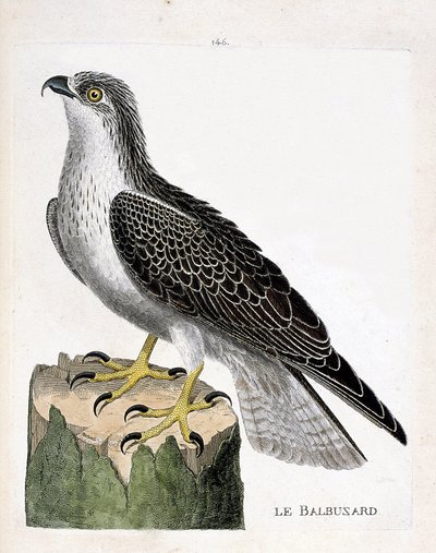 Eläintutkimuslautakunta (ornitologia): kalasääski (kalasääski tai pandion haliaetus). Kuvitus Francois Nicolas Martinet