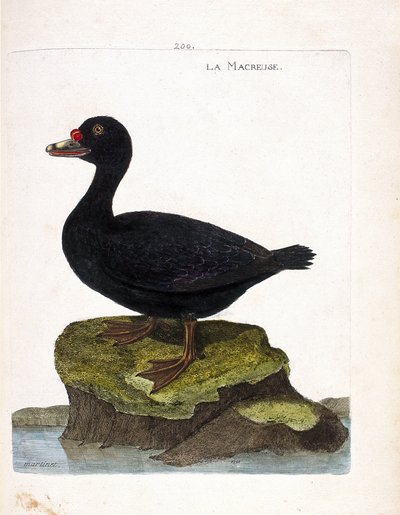 Eläintutkimustaulu (ornitologia): scoter (musta scoter tai melanitta nigra). Kuvitus Francois Nicolas Martinet
