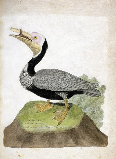 Eläinkartta (ornitologia): Amerikkalainen bigarre pelikaani (Pelican brown tai pelecanus occidentalis). Kuvitus Francois Nicolas Martinet