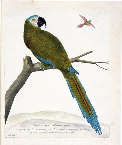 Eläinkartta (ornitologia): Amerikan vihreät arat (Ara vert tai ara severa) oksalla. Kuvitus Francois Nicolas Martinet