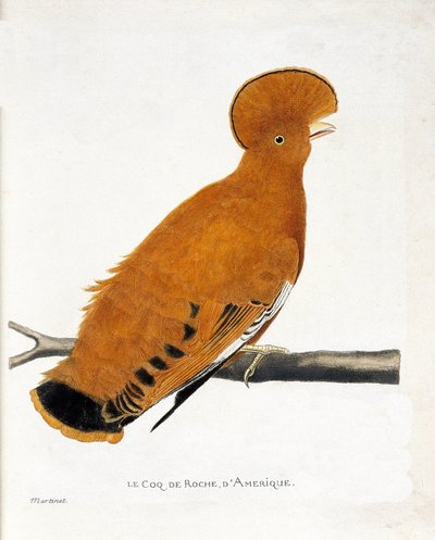 Eläinkartta (ornitologia): Amerikkalainen kivikukko (oranssi kukko tai rupicola rupicola) oksalla tekijältä Francois Nicolas Martinet