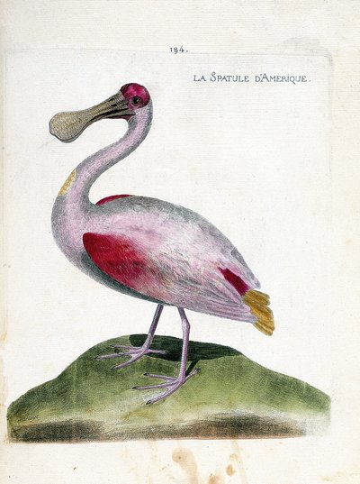 Eläinkartta (ornitologia): Amerikkalainen spatula (vaaleanpunainen spatula tai platalea ajaja). Kuvitus Francois Nicolas Martinet
