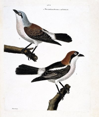 Eläinkartta (ornitologia): Pohja: punapää grieche tai grieche a redhead head (lanius senator) ja sen naaras (grieche ecorcheur tai lanius collurio) ylähaarassa tekijältä Francois Nicolas Martinet