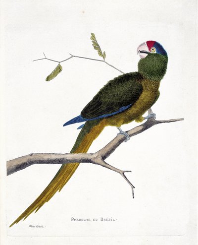 Eläinkartta (ornitologia): Brasilian papukaija (punainen otsa conure tai aratinga canicularis) oksalla. Kuvitus Francois Nicolas Martinet