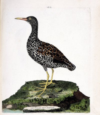 Eläinkartta (ornitologia): Caiennen rale (tahrat tai pardirallus maculatus). Kuvitus Francois Nicolas Martinet