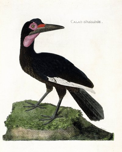 Eläinkartta (ornitologia): Calao d