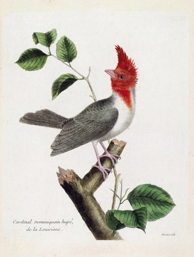Eläinkartta (ornitologia): Dominikaaninen kardinaali Hupe (parare huppe tai paroaria coronata) oksalla. Kuvitus Francois Nicolas Martinet