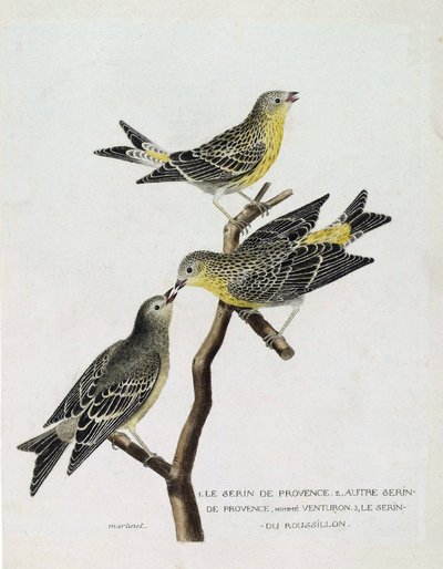Zoologinen kartta (ornitologia): Ylhäältä alas: serin du Roussillon (serin Cini tai serinus serinus) oksalla, serin de provence (venturon montagnard tai serinus citrinella) ja muu serin de provence. Kuvitus teoksessa "The History of the Birds, P tekijältä Francois Nicolas Martinet