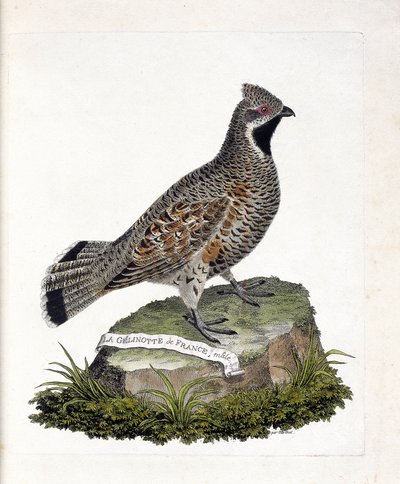 Eläinkartta (ornitologia): La gelinotte de France -uros (gelinotte des bois tai bonasia bonasia). Kuvitus Francois Nicolas Martinet