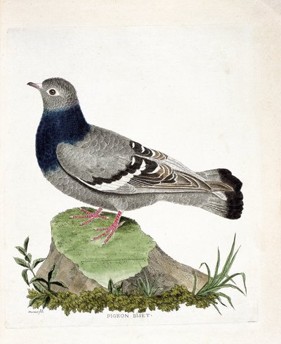 Eläinkartta (ornitologia): Pigeon biset (Columbia livia). Kuvitus Francois Nicolas Martinet
