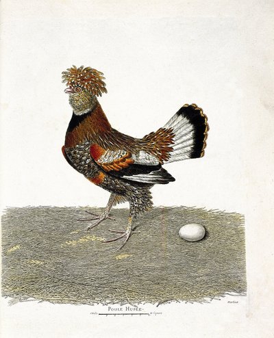 Eläinkartta (ornitologia): Kana (kotikana tai gallus gallus) ja sen muna. Kuvitus Francois Nicolas Martinet