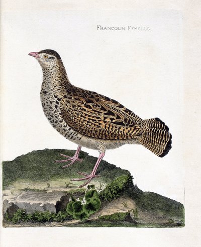 Eläinkartta (ornitologia): Naarasfrankoliini (francolin noir tai francolinus francolinus). Kuvitus Francois Nicolas Martinet