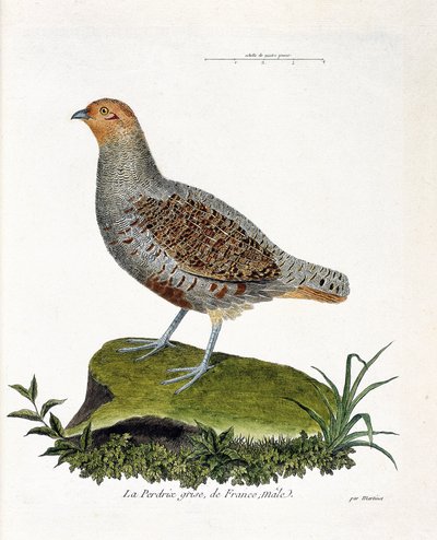 Eläinkartta (ornitologia): Ranskan harmaa pelto, uros (harmaa pelto tai peltopyy). Kuvitus Francois Nicolas Martinet
