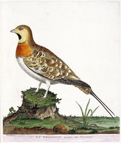 Eläinkartta (ornitologia): Pyreneiden urosgelinottti (Ganga cata tai pterocles alchata). Kuvitus Francois Nicolas Martinet