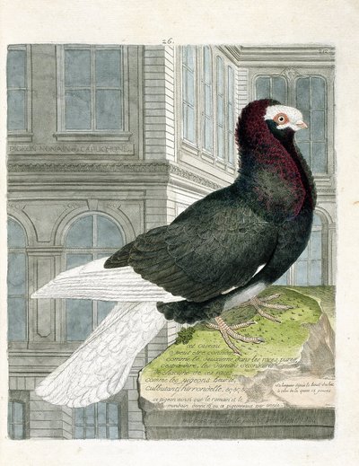 Eläintietokartta (lintologia): Nonan tai capuchone kyyhkynen (kääpiökyyhkynen tai columba livia). Kuvitus Francois Nicolas Martinet