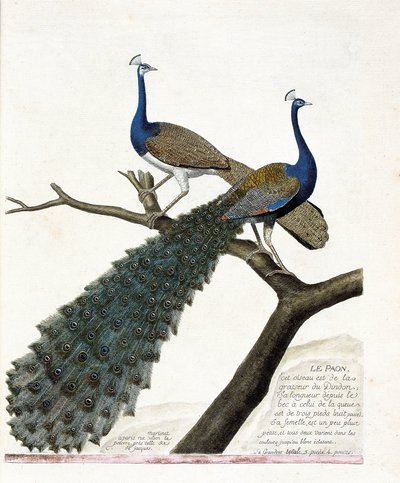 Eläinkartta (ornitologia): riikinkukko (sininen riikinkukko tai pavo cristatus). Kuvitus Francois Nicolas Martinet