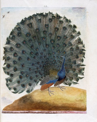 Eläinkartta (ornitologia): Pyörää tekevä riikinkukko (sininen riikinkukko tai Pavo cristatus). Kuvitus Francois Nicolas Martinet