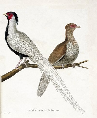 Eläinkartta (lintologia): Fasaanilla on kiinalainen teräshuppa ja sen naaras (hopeafasaani tai Lophura nycthemera) oksassa. Kuvitus Francois Nicolas Martin teoksesta "Lintujen historia, maalattu niiden esiintymiselle ja herkkyydelle" tekijältä Francois Nicolas Martinet