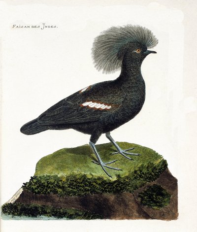 Eläinkartta (ornitologia): Intian fasaani (goura crown tai goura cristata). Kuvitus Francois Nicolas Martinet