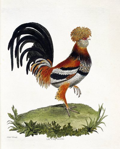 Eläintietokartta (ornitologia): Kukko (kotikukko tai gallus gallus). Kuvitus Francois Nicolas Martinet