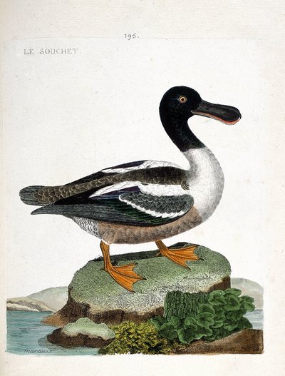 Eläinkartta (ornitologia): Kanta (ankan mansikka tai anas clypeata). Kuvitus Francois Nicolas Martinet
