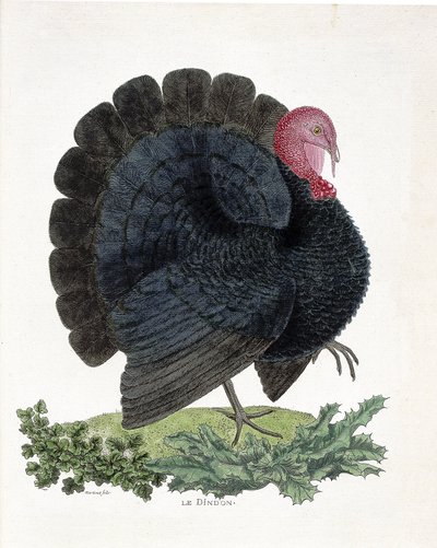 Eläinkartta (ornitologia): Turkki (kotikalkkuna tai Melaeagris gallopavo). Kuvitus Francois Nicolas Martinet