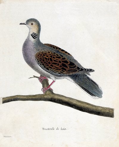 Eläinkartta (ornitologia): Metsikyhky (puukyyhky tai streptopelia turtur) oksalla. Kuvitus Francois Nicolas Martinet