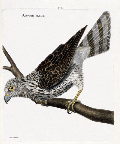 Eläinkartta (lintutiede): vaaleanpunainen (hankihaukkajen tai accipiter gentiliksen ympärillä) oksalla. Kuvitus Francois Nicolas Martinet