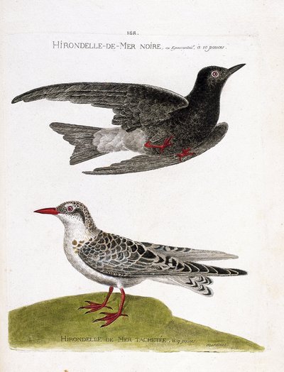 Eläinkartta (ornitologia): mustapääskynen (meripääskynen tai musta kääpiö tai chlidonias niger) lennossa ja täplikäs meripääsky (moustac guifette tai chlidonias hybrida). Kuvitus teoksessa "Lintujen historia, maalattu niiden ilmestymiseen ja herkkyyteen tekijältä Francois Nicolas Martinet