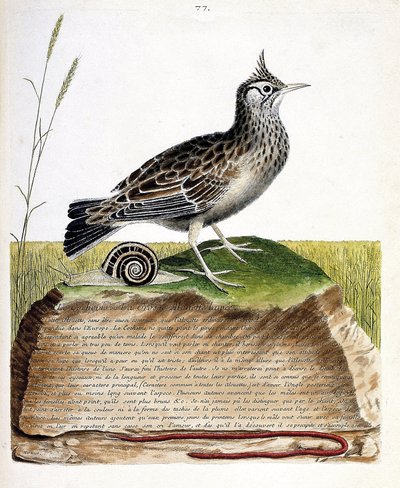 Eläinkartta (ornitologia): cochevis (cochevis huppe tai Galerida cristata). Kuvitus Francois Nicolas Martinet